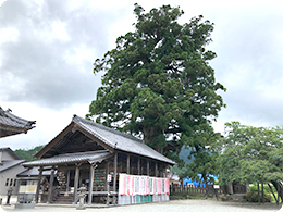 加子母のスギ(天然記念物:樹齢千数百年)