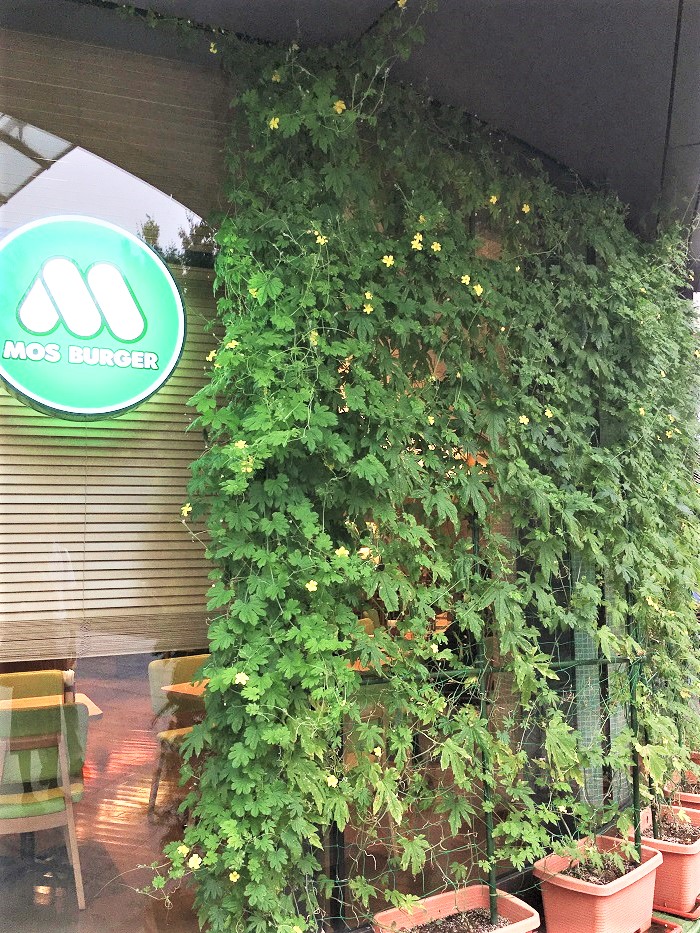 グリーンカーテンの取り組み